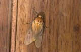 Erebidae; ? 9909.jpg
