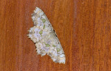 Geometridae; Sterrhinae; Trygodes musivaria?  1080.jpg