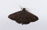 moth  n1082.jpg