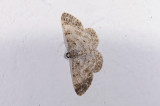 Geometridae; ? 1083.jpg