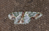 Geometridae; Geometrinae; Lophochorista ockendemi 1093.jpg