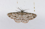 Geometridae;  1094.jpg