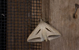 Noctuidae; Catocalinae; Perasia sp.  1105.jpg