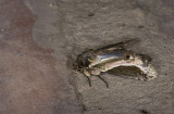 Notodontidae; Heterocampinae; Rhuda difficilis? 1108.jpg