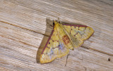 Crambidae; Pyraustinae; ? 1121.jpg