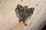 Lasiocampidae; ? 1139.jpg
