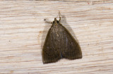 Crambidae; Pyraustinae; ?  1141.jpg