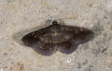 moth n1148.jpg