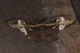 Erebidae; Erebinae; Thermesiini; Letis herilia.?  1149.jpg