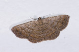 Geometridae; 1151.jpg