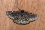 moth n2005.jpg