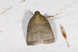 moth  2006.jpg