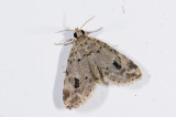 moth  2010.jpg