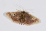 moth  g2012.jpg
