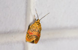 Erebidae; Arctiinae; Lithosiini; Barsinella mirabilis?  2021.jpg