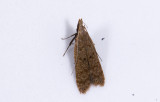 Gelechiidae; ? 2025.jpg