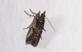 Pyralidae; ?  2026.jpg