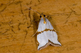 Crambidae; Crambinae; Argyria sp.  2049.jpg