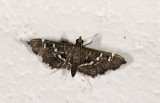 Crambidae; Spilomelinae?  2061.jpg