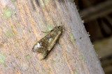 moth 2096.jpg