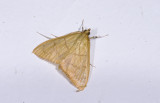 Crambidae; Pyraustinae;  2107.jpg