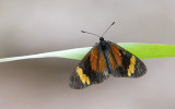Butterfly  7334.jpg