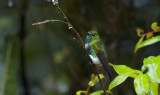 Emerald-bellied Puffleg  8452.jpg