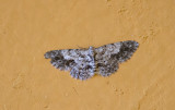 moth 8895.jpg