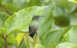 Long-tailed Sylph  0005.jpg