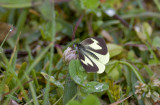 Butterfly  0450.jpg