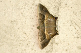 moth  0522.jpg