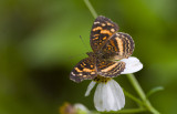 Butterfly  1004.jpg