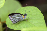 Butterfly  1700.jpg