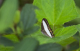 Butterfly  2003.jpg