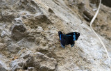 Butterfly  2113.jpg