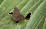 Butterfly  2505.jpg