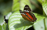 Butterfly  2580.jpg