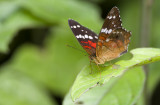 Butterfly  2589.jpg