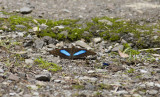 Butterfly  2615.jpg