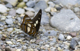 Butterfly  2628.jpg
