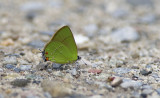 Butterfly  2662.jpg