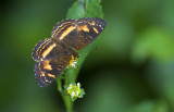 Butterfly  2857.jpg