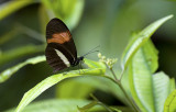 Butterfly  3304.jpg