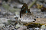 Butterfly  3326.jpg