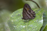 Butterfly  3351.jpg