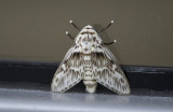 moth  3526.jpg