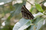 Butterfly  4282.jpg