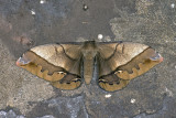 moth  4853.jpg