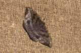 moth  4858.jpg