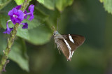 Butterfly  5359.jpg
